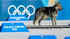 Собака выбежала на лыжню в женском спринте на ОИ-2026 и пересекла финишную ленту 