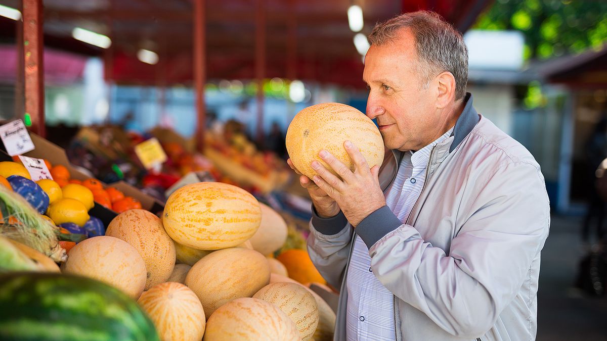 Как выбрать спелую и сладкую дыню, самые вкусные сорта дынь