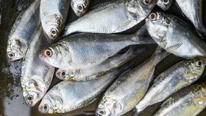 Эту рыбу обожали в СССР, а сейчас про нее позабыли: куда пропала та самая сардинелла