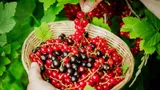 Настой спасает смородину от тли и насекомых: готовится с помощью мыла — ягоды собираю ведрами