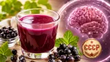 Этот напиток из СССР может снизить риск деменции: как приготовить кисель из черной смородины