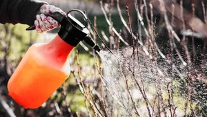 Каждую весну опрыскиваю деревья и растения: убиваю вредителей после зимы, пока не активизировались