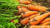 Использую обычную соду и получаю щедрый урожай моркови: что еще делать с огородом в начале мая