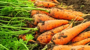 Использую обычную соду и получаю щедрый урожай моркови: что еще делать с огородом в начале мая