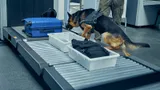 Немецкие таможенники изъяли 183 кг таблеток и ампул с допингом. Их хотели продать спортсменам Евросоюза