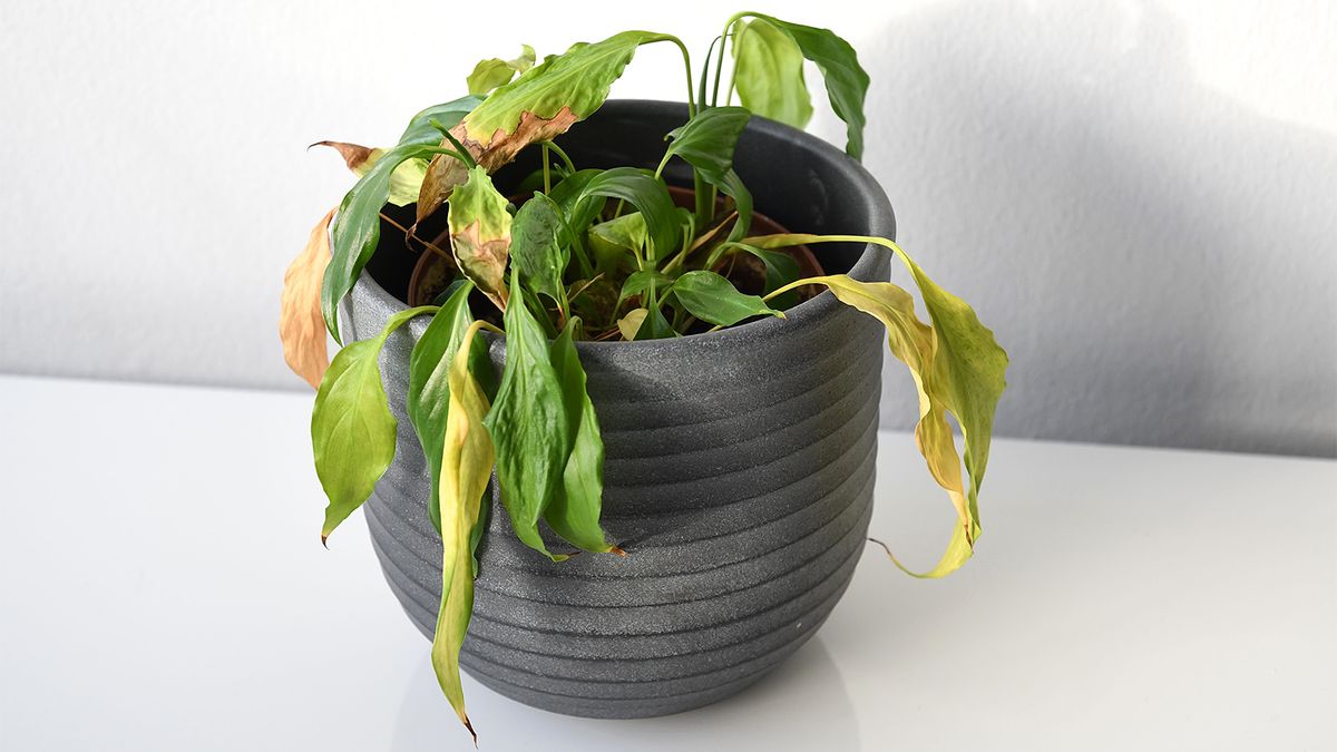 Спасаю комнатные растения этим простым и копеечным способом: понадобится только активированный уголь