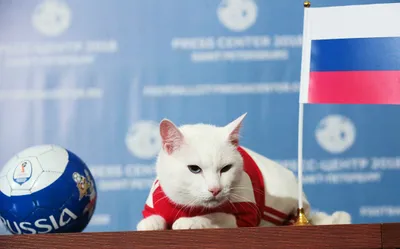 ЧМ по футболу