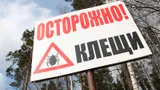 Что делать, если укусил клещ, и как этого избежать