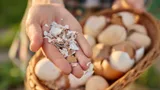 Использую яичную скорлупу на дачном участке: урожай растет как на дрожжах, забыла про вредителей