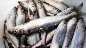 В СССР очень любили рыбу салаку, а сейчас найти ее сложно: почему она стала редкой