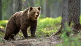 Медведь разгромил гостевой домик Федерации лыжного спорта в Туве