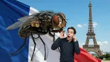 Оказывается, популярное русское выражение «какая муха тебя укусила» пришло с Запада: у него зловещий смысл