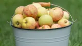 6 способов использовать яблоки, пока они не начали портиться: куда деть урожай