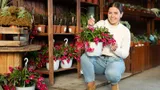 Каждое лето подкармливаю декабрист, и осенью он радует бутонами: самое красивое растение в квартире
