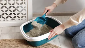 Пачками скупаю наполнитель, хотя кошки у меня нет: есть другое применение — незаменим в быту